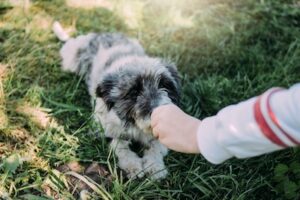 Tulsa Dog Waste Removal