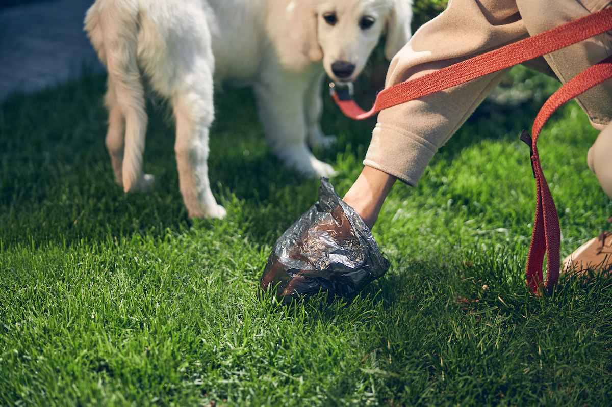 Jenks Dog Poop Removal The Poop Fairy The Poop Fairy Dog Waste